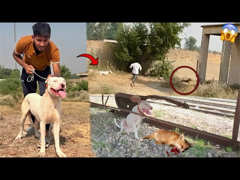 Gabbar Badmash Ny Fox🦊 Ka Shikar Kr Liya😱