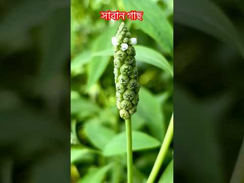 সাবান গাছ 😀#shorts #shortsvideo #soap #soaptree