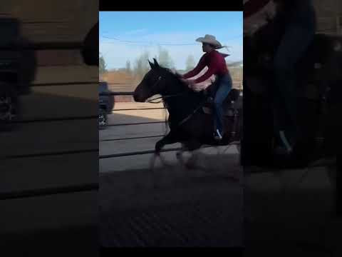 A horse that loves his job #blowup #horse #barrelhorse #polebending #rodeolife #rodeo #barrelracing