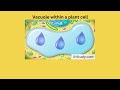 Cell Organelles and Their Functions