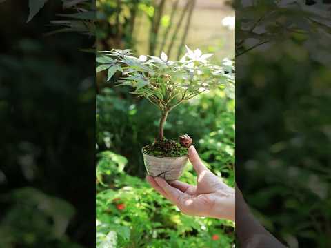 赤から緑へ、新緑のモミジの湯吞みミニ盆栽 #bonsai #盆栽 #nature #garden