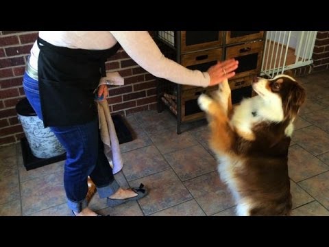 Updated Video: Service Dog Training featuring Ivy Kite - Charlotte
North Carolina
