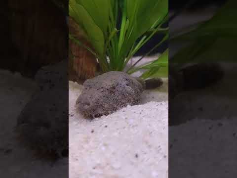 hairy puffer #shorts our adorable juvenile hairy puffer pao baileyi