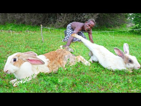 WILD RABBIT HUNTING | Primitive Technology | Village Grandpa Hunting Giant Rabbit |