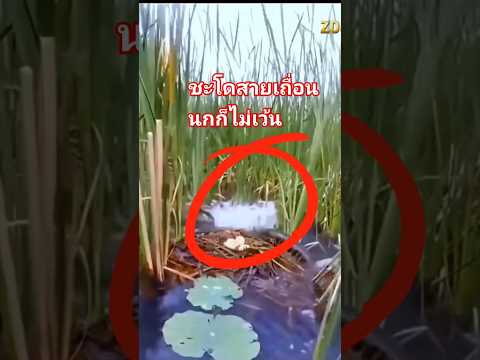 เจ้าชะโด โหดมากนกก็ไม่เว้น