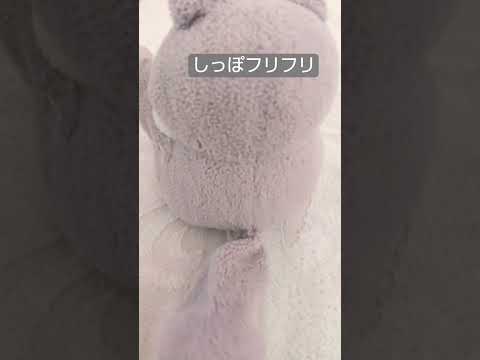 可愛いしっぽ#モモンガ#そろそろ寿司を食べないと死ぬぜ