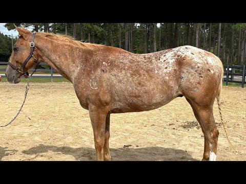 Appaloosa gelding