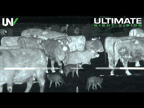 Thermal Predator Hunting | 45 Coyotes Down with the IR Hunter MKIII