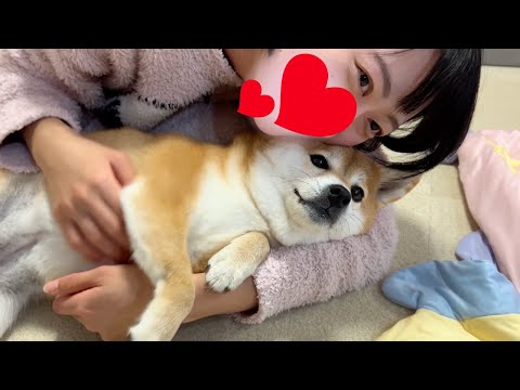 強火愛犬担なパパとママを飼い主に持ってしまった柴犬の末路