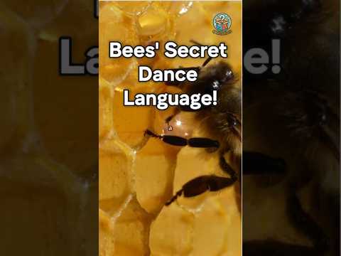 Bees' Secret Dance Language!