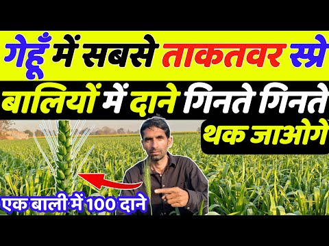 गेहूँ में सबसे ताकतवर स्प्रे बाली में दाने गिनते गिनते थक जाओगे | Gehu ki kheti | Gehun ki kheti