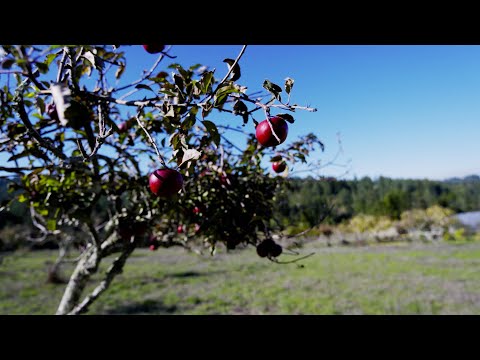 Small Farm Turns Apples into Artisan Products