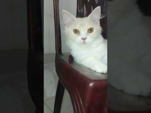Cat viral Shorts Videos #cat #cute #catvideos