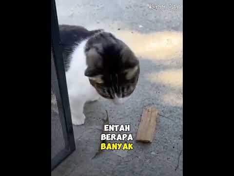 Kucing Lucu Pencuri Barang Tetangga #kucing #rescue #kucingkampung