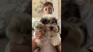 This my dog Theo!