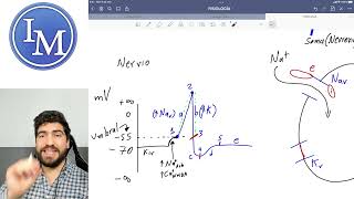 Fisiología | Primer parcial 9 | Potencial de acción