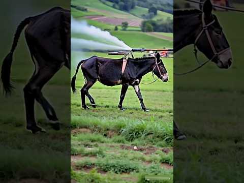 Donkey spray in china 😱😱😱 #shorts #short