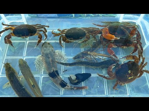 綺麗な川にいる生き物を捕獲して観察。サワガニ、カジカ、ドジョウ。