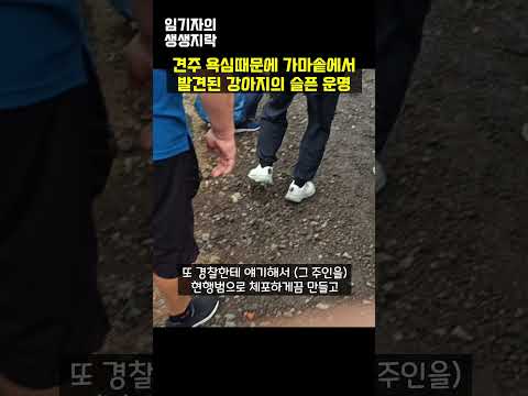 견주가 강아지에게 저지른 충격적 행각