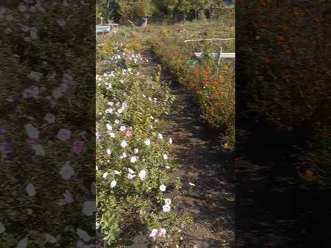 Осінні квіти. #село #городина #осінь #short #квіти