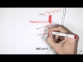 Exploring Transcription and Translation Processes