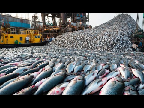 The Untold Secrets of Giant Cod Fishing - What You Never Knew About Alaska's Oceans