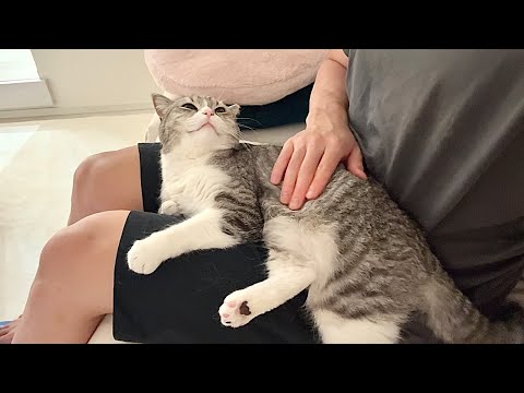 映画見てるとテレビに嫉妬して甘えんぼ猫がこうなっちゃいます…笑