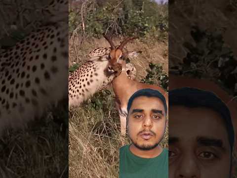 Duniya ki sab se pyari awaaz 🥰 #azan #islamicvideos #islamicstutus #shortsfeed #quran #shorts #azma