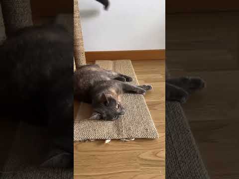 ¿Sabes qué es el Catnip?