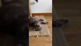 ¿Sabes qué es el Catnip?