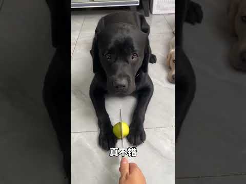 Chompa Made a Fake kalu For Raju 🤣😱#funny #shorts #funnyvideo