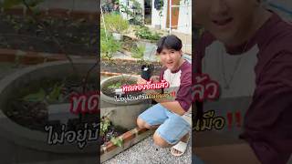 รอดหรือร่วง? ทดลองเสียบยอดข้ามสายพันธุ์มะเดื่อฝรั่งกับตออุทุมพร  #แม็กซ์สดจากสวน