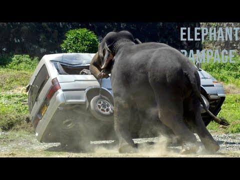 The Most Terrifying Elephant Rampages | When Elephants Turn Deadly