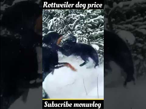Rottweiler price#shorts #shortsfeed #ytshorts #trending #trendingvideo #youtubeshorts #pets