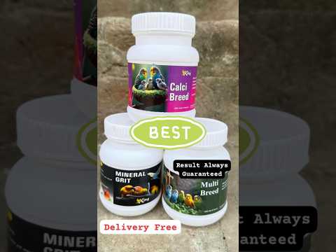 African Lovebirds supplement #aligarhbudgiesandfinches #shorts
