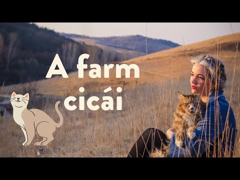 A farm cicái bemutatkoznak 🥰