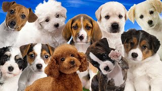 Sonidos de cachorro, perro ladrando. Cachorros ladrando
