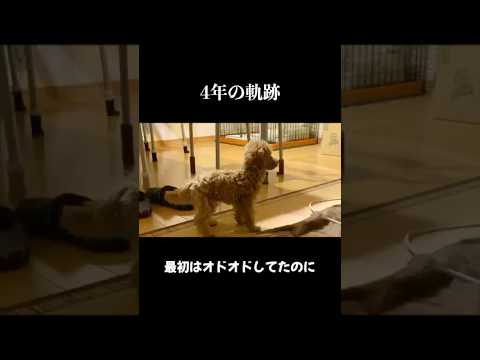 トイプードルとの4年間の楽しい思い出と大変だったことについて サムネイル