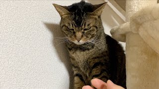 飼い主が実家から帰ってきたことに大激怒するてんちゃん...