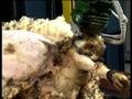 Robot Sheep Shearing