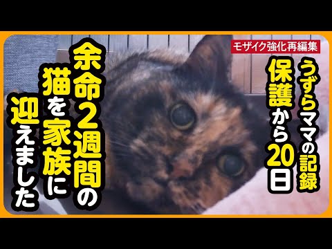 【うずらちゃん】余命2週間...保護から20日間の記録