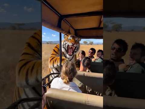 🐯