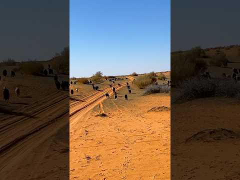 ذعاذيع الهوى#مسراح الغنم والمعزا بالنفود #قناة_البادية_الرسمية
