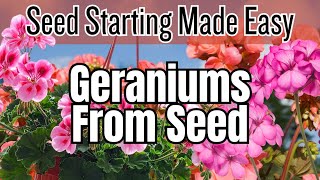 🌱 GERANIUMS From Seed Step-By-Step | Seed Starting Made EASY
