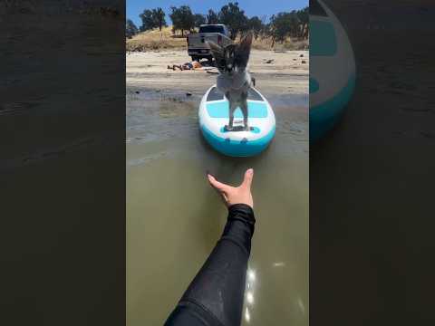 Kitten jumps into human hands