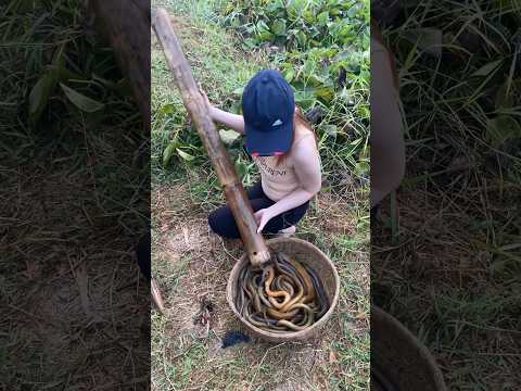 Survival eel trapping skills to catch a lot of giant eels fish