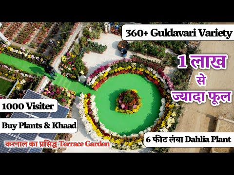 1 लाख से ज्यादा फूल, 360+ Guldavari Variety करनाल का प्रसिद्ध Terrace Garden, 6 फीट लंबा Dahlia