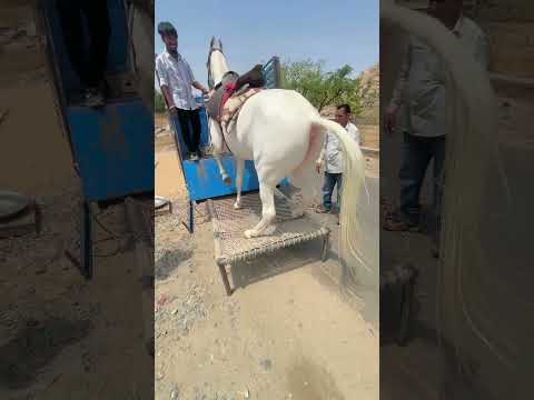 خيول او حصان عربي اصيل الاشتراك في القناه