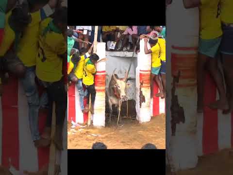 வாடிவாசலே அதிருது அனல் பறக்கும் ஆட்டம் #வாடிவாசல் #ஜல்லிக்கட்டு