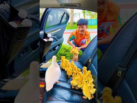भैया ने बतखों के बच्चे को कार में डाल फिर जो हुआ 😲🦆 #shorts #duck #shortsfeed #shortsviral